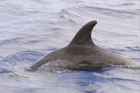 Rissos Dolphin Grampus Griseus Adult Dorsal Editorial Stock Photo ...