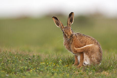 40 Hind feet Stock Pictures, Editorial Images and Stock Photos ...