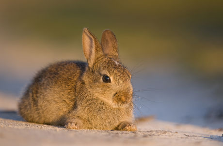European Rabbit Oryctolagus Cuniculus Young Resting Editorial Stock ...
