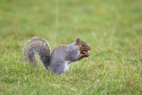 37 Chestnut squirrel Stock Pictures, Editorial Images and Stock Photos ...