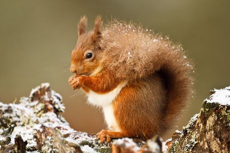 50 Fluffy tail Stock Pictures, Editorial Images and Stock Photos ...