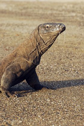 Komodo Dragon Varanus Komodensis Adult Drooling Editorial Stock Photo ...