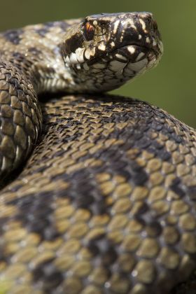 European Adder Vipera Berus Adult Head Editorial Stock Photo - Stock ...