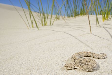 50 Bitis Stock Pictures, Editorial Images and Stock Photos | Shutterstock