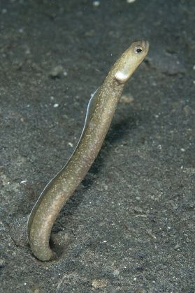 Manytoothed Garden Eel Heteroconger Perissodon Adult Editorial Stock ...