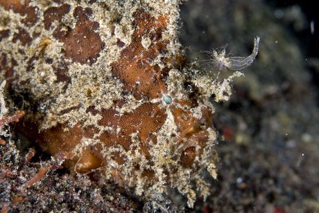 Brackish Frogfish Antennarius Biocellatus Adult Shrimplike Editorial ...