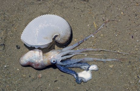 Paper Nautilus Argonauta Argo Living Female Editorial Stock Photo