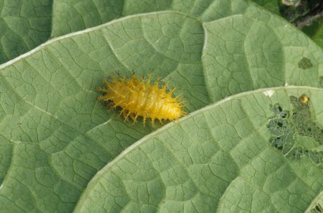 Mexican Bean Beetle Epilachna Varivestis Larva Editorial Stock Photo ...