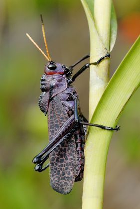 Purple Lubber Grasshopper Taeniopoda Reticulata Adult Editorial Stock ...