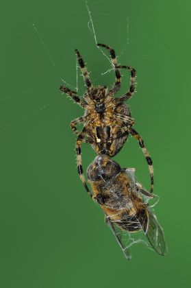 Garden Orb Spider Araneus Diadematus Adult Editorial Stock Photo ...