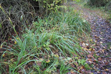 5 Carex pendula Stock Pictures, Editorial Images and Stock Photos ...