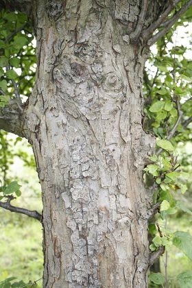 Wild Crabapple Malus Sylvestris Bark Hedgerow Editorial Stock Photo ...