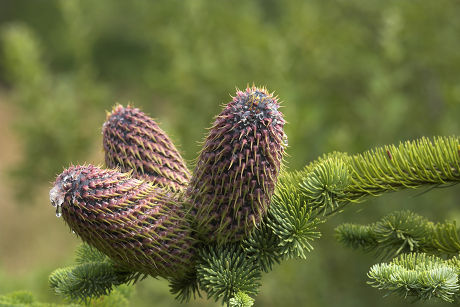 Noble Fir Abies Procera Cones Needles Editorial Stock Photo - Stock ...