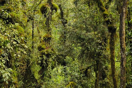 250 Nyungwe national park Stock Pictures, Editorial Images and Stock ...