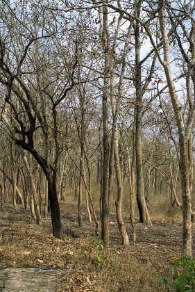 Dry Season Deciduous Trees Forest Habitat Editorial Stock Photo - Stock 