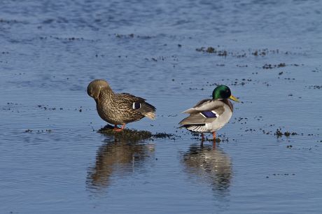 2 Dducks Stock Pictures, Editorial Images and Stock Photos | Shutterstock