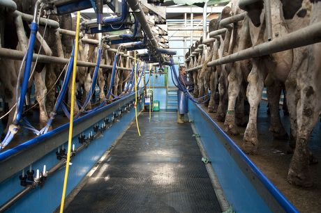 33 Milking system Stock Pictures, Editorial Images and Stock Photos ...