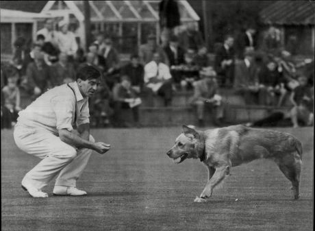 Man's Best Friend Decides The Game Is Boring So Invades The Pitch To Let Fred Trueman Know It During The Yorkshire V Warwickshire.