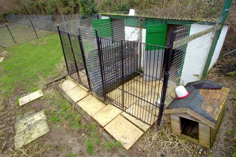 hunting beagle kennels