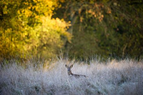 84 Deer stalking Stock Pictures, Editorial Images and Stock Photos ...