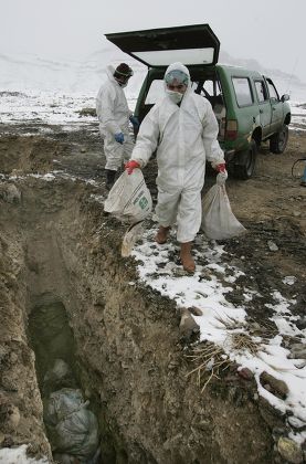 Turkish Health Workers In Protective Clothing Discard Sacks Of Live Chickens Collected From The Nearby Eastern Turkish Town Of Dogubeyazit Which Has Seen The First Deaths From Bird Flu. Also Thrown To Be Buried Alive Were Two Budgies. See Fiona Barto