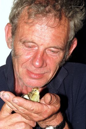 Quail Hatched Eggs Bought Waitrose Supermarket Editorial Stock Photo
