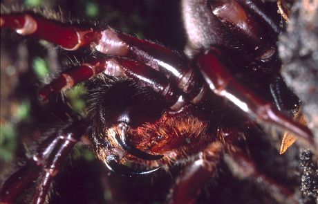 australian funnel web spider gif