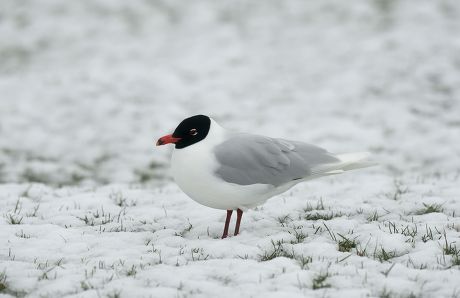 82 Melanocephalus Stock Pictures, Editorial Images and Stock Photos