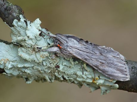 250 Noctuid Stock Pictures, Editorial Images and Stock Photos ...
