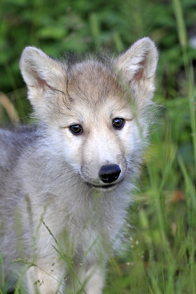 Wolf Canis Lupus Pup Eight Weeks Editorial Stock Photo - Stock Image ...