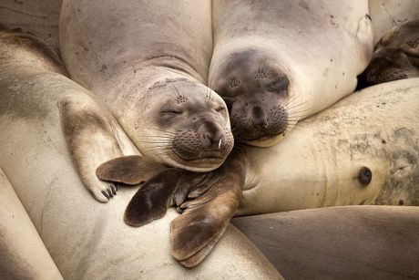Sleeping Northern Elephant Seals Mirounga Angustirostris Editorial ...