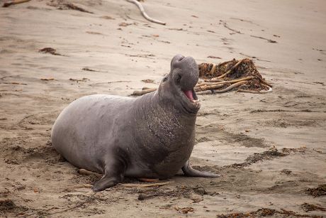 Northern Elephant Seal Mirounga Angustirostris Bull Editorial Stock ...