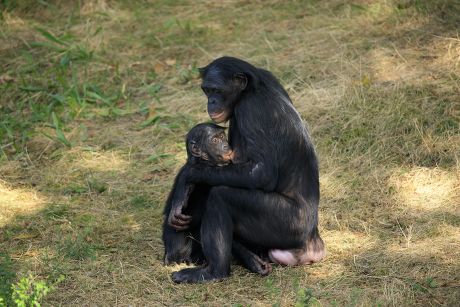 73 Hominids Stock Pictures, Editorial Images and Stock Photos ...