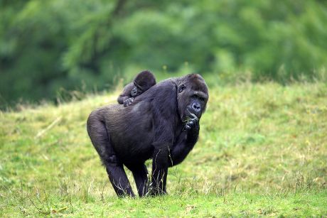 73 Hominids Stock Pictures, Editorial Images and Stock Photos ...