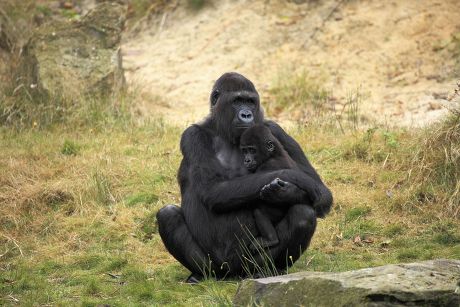 73 Hominids Stock Pictures, Editorial Images and Stock Photos ...