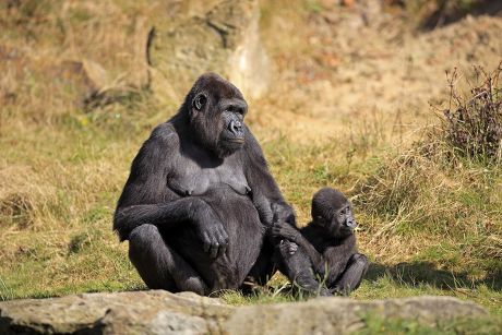 73 Hominids Stock Pictures, Editorial Images and Stock Photos ...