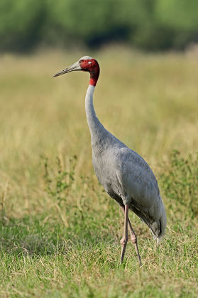 Sarus Crane Grus Antigone Editorial Stock Photo - Stock Image ...