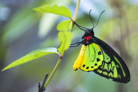 Goliath Birdwing Ornithoptera Goliath Samson Hybrid Editorial Stock ...