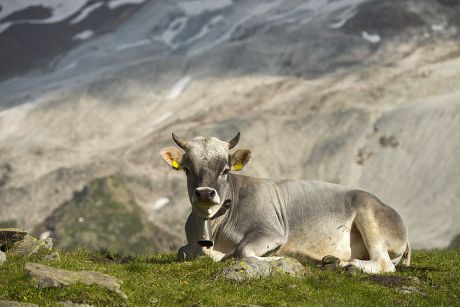 Tyrolean Grey Cattle On The Timmelsalm Alpine Pasture, Stubai Alps