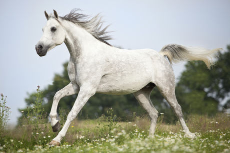 Thoroughbred Arab Dapple Gray Gelding Galloping Editorial Stock Photo ...