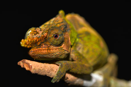 Calumma Malthe Chameleon Calumma Malthe Voimana Editorial Stock Photo ...