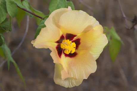 Galapagos Cotton Gossypium Barbadense Var Darwinii Editorial Stock ...