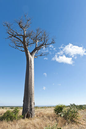 Solitary Tall Baobab Tree Adansonia Digitata Editorial Stock Photo ...