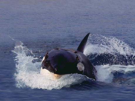 Killer Whale Orcinus Orca Adult Leaping Editorial Stock Photo - Stock ...