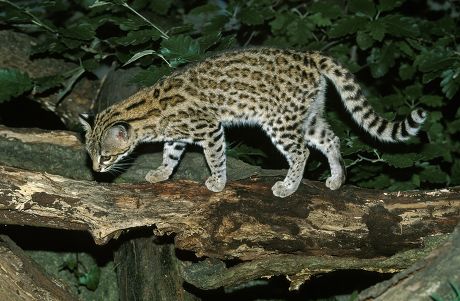 43 Leopardus tigrinus Stock Pictures, Editorial Images and Stock Photos ...