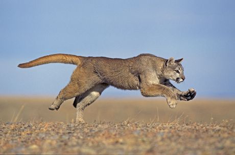 Cougar Puma Concolor Adult Running Montana - de stock de contenido editorial: imagen de Editorial