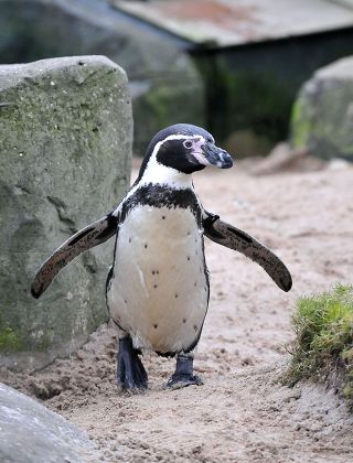 Humboldt Penguin Editorial Stock Photo - Stock Image | Shutterstock