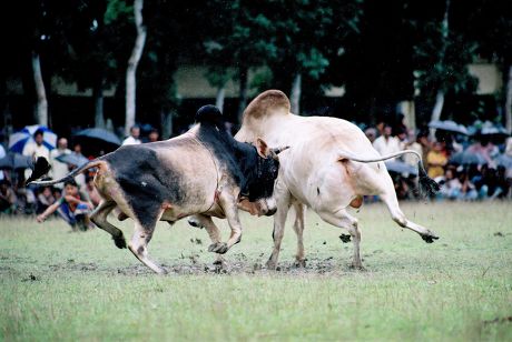 4 Terokhada Stock Pictures, Editorial Images and Stock Photos