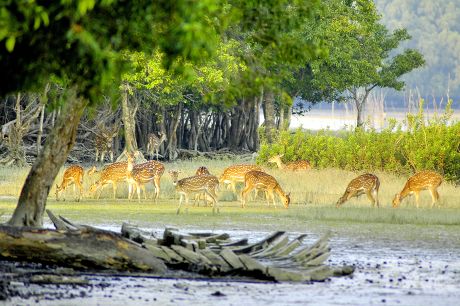 Spotted Deer Sundorban Largest Littoral Mangrove Editorial Stock Photo ...