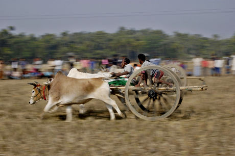 Bullock Cart Race Gorur Gari Dabor Editorial Stock Photo - Stock Image ...